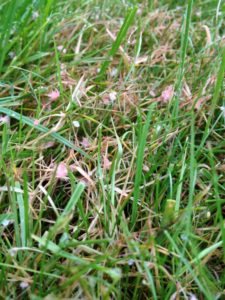Does your grass have brown patches?