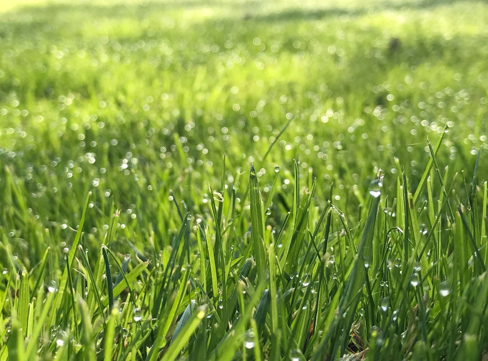 grass