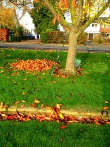 Autumn Lawn Maintenance