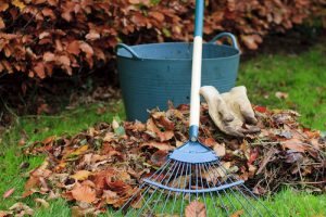 What to plant in the Autumn