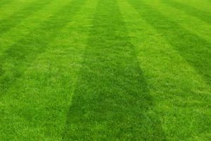 Why Should I Renovate my Lawn?