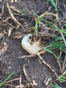 Chafer grub found on football pitch in Herts