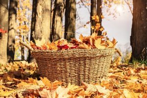 Autumnal Lawn Care Advice – Look After Your Lawn This Autumn
