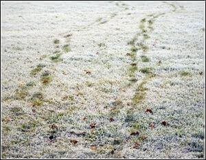 Avoid walking on a lawn with Hard Frost!