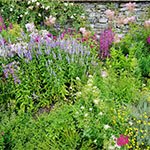 Create amazing Summer Borders in your Garden