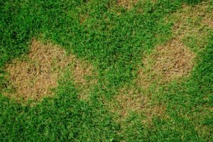 How our total reseed package can save you 70% of the cost of returfing
