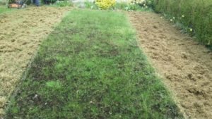 How to care for your lawn following overseeding !