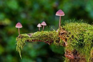 The Mushroom Diaries - How to Keep Them at Bay