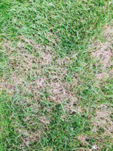 Is Red Thread appearing on your lawn?