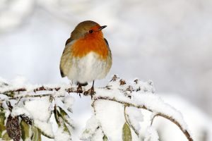 Attracting Wildlife and Birds to your Garden