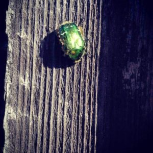 Rose Chafer found in Hertford