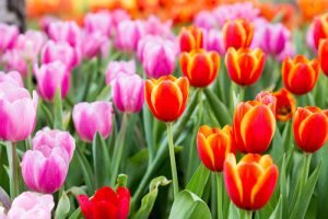 Guide to Spring Flowers