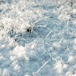 Frost and how TopGrass can help with winter lawn damage