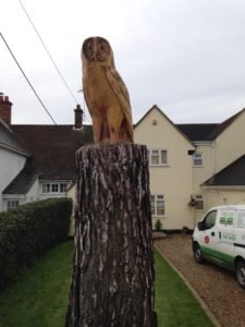 Owl spotted in Felsted, Essex