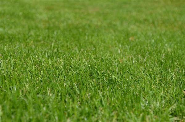 25 Essential Lawn Care Tips for a Perfect Lawn in 2025
