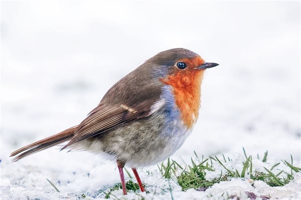 Helping Wildlife Through the Winter